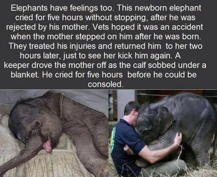 elephant hug - Elephants have feelings too. This newborn elephant cried for five hours without stopping, after he was rejected by his mother. Vets hoped it was an accident when the mother stepped on him after he was born. They treated his injuries and ret