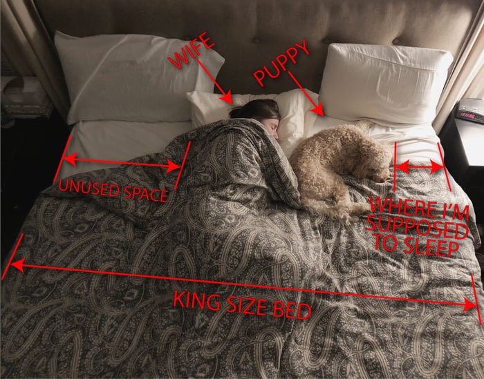 king size bed meme - Puppy Unused Space King Sizelles