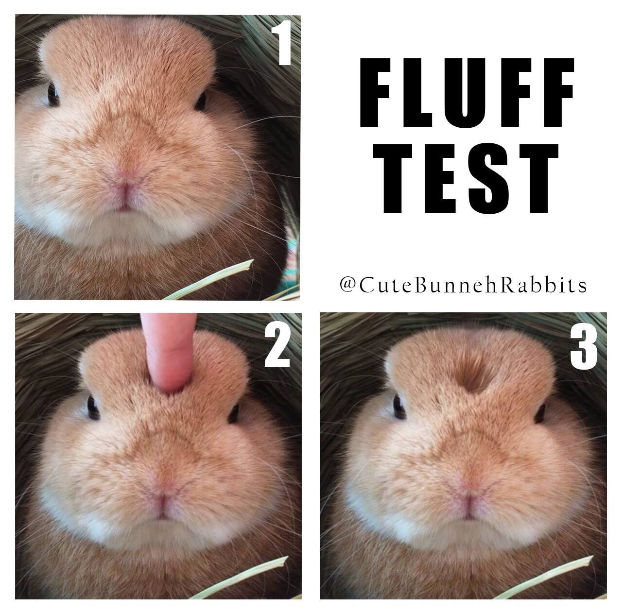 bunny fluff test