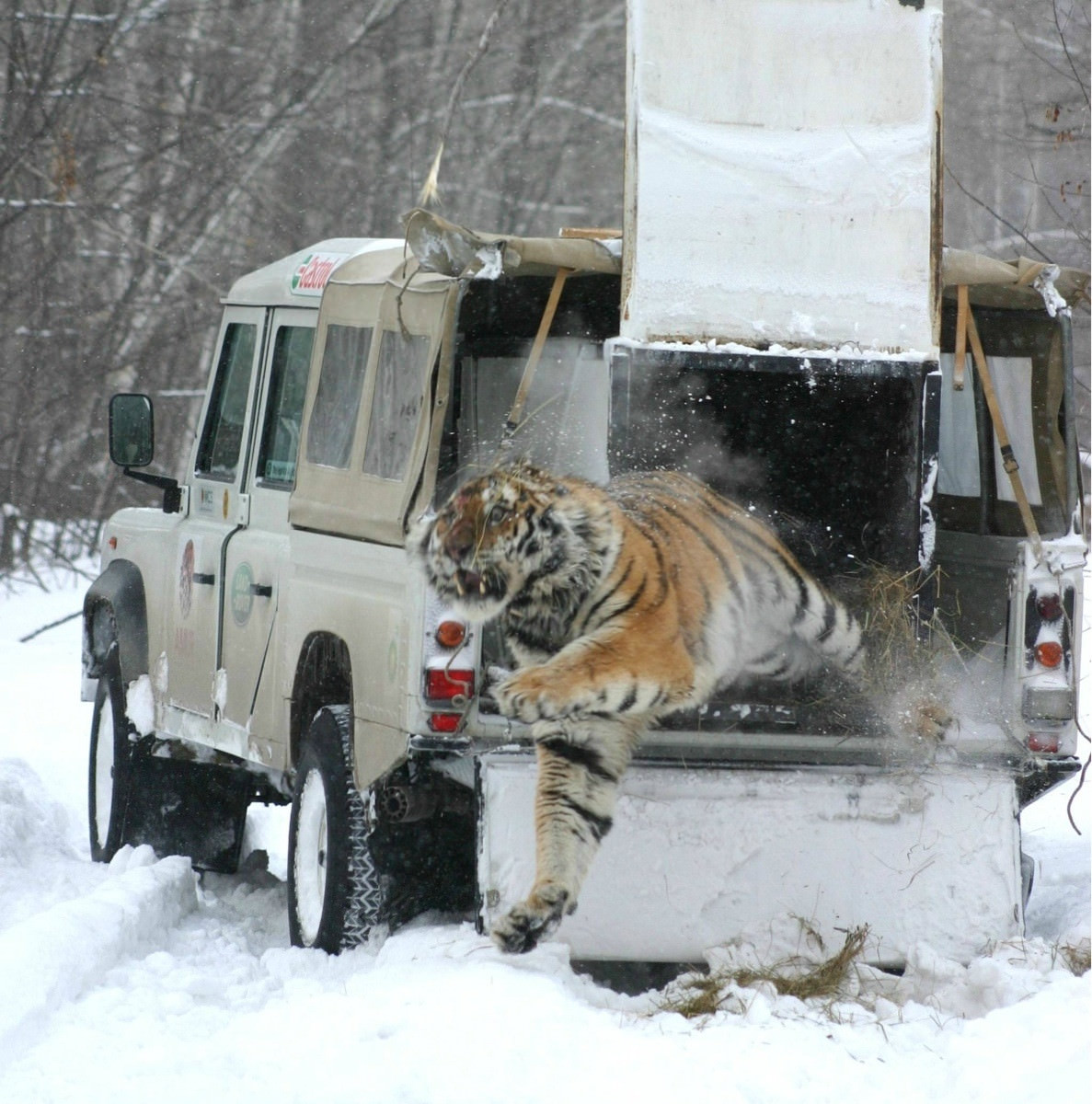 tiger land rover