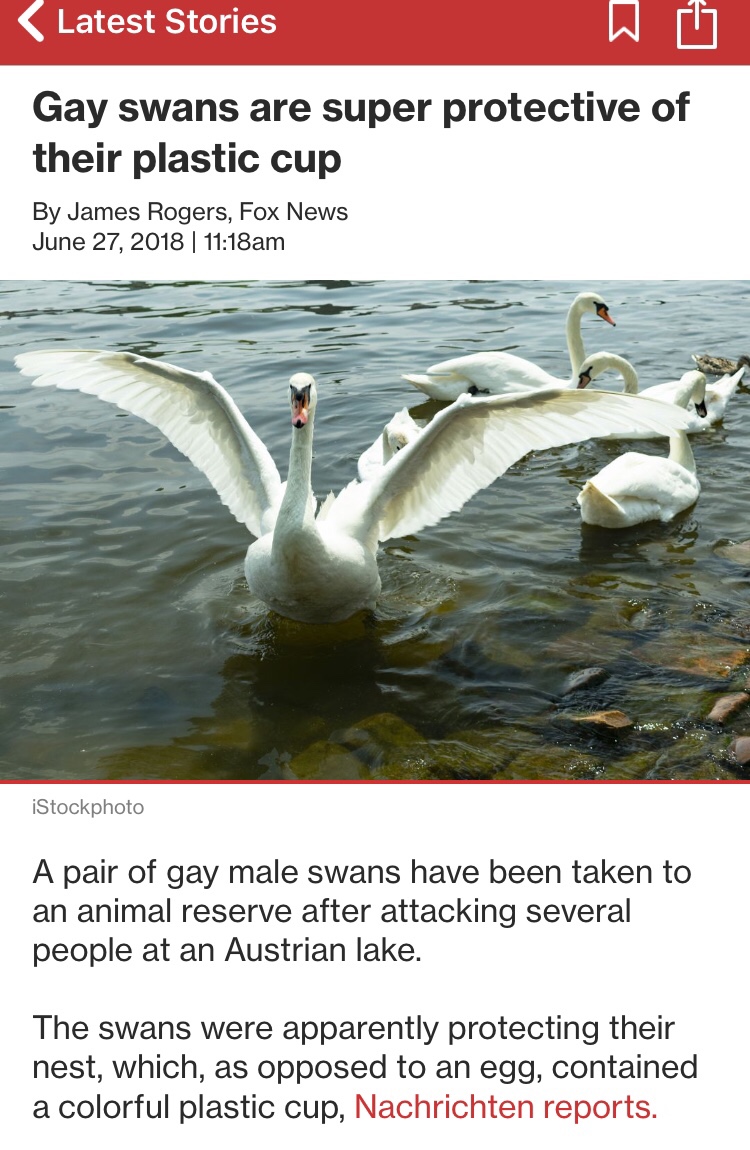 gay swan meme -