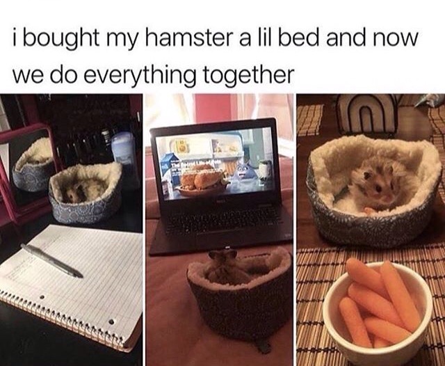 hamster bed meme - i bought my hamster a lil bed and now we do everything together