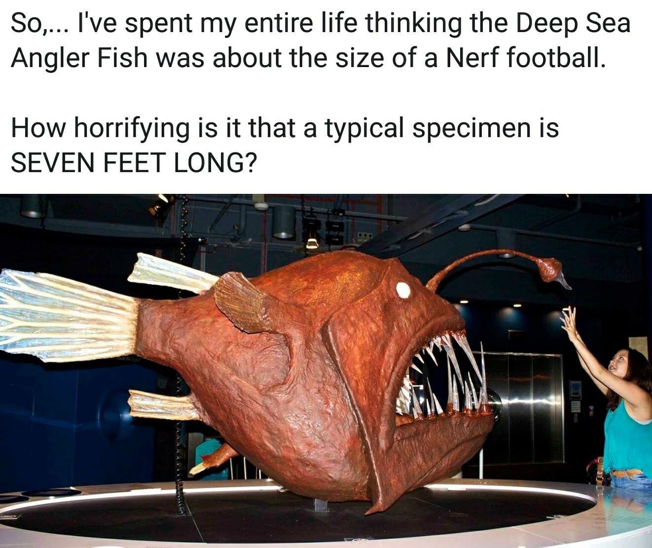 actual size of anglerfish - So... I've spent my entire life thinking the Deep Sea Angler Fish was about the size of a Nerf football. How horrifying is it that a typical specimen is Seven Feet Long?