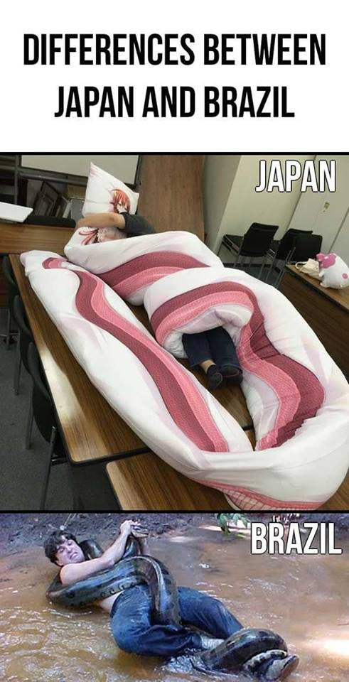 monster musume miia body pillow - Differences Between Japan And Brazil Japan Brazil