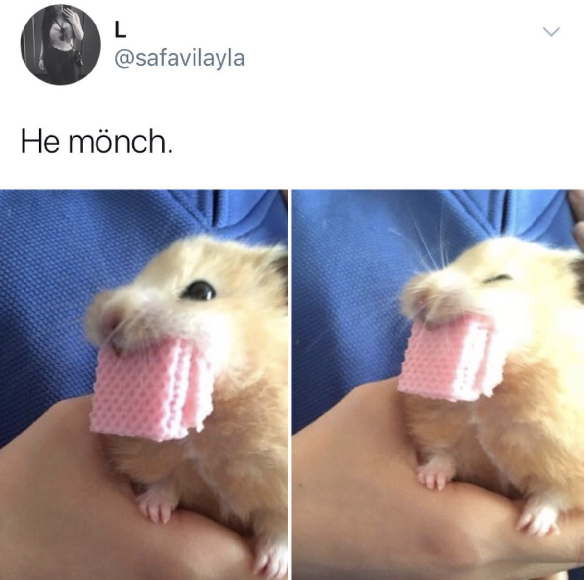 monch hamster - He mnch.