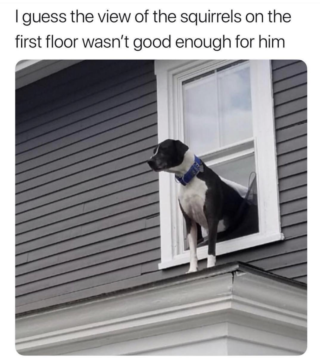 dog - I guess the view of the squirrels on the first floor wasn't good enough for him