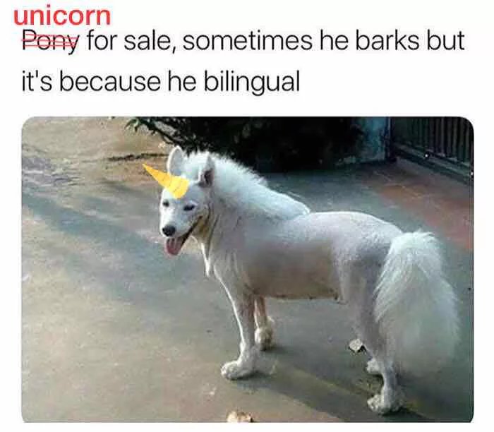 dog pony - unicorn Pony for sale, sometimes he barks but it's because he bilingual