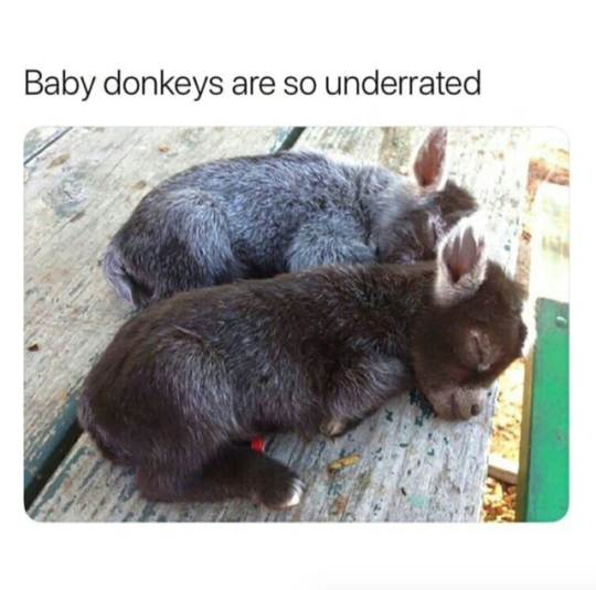 baby donkeys sleeping - Baby donkeys are so underrated
