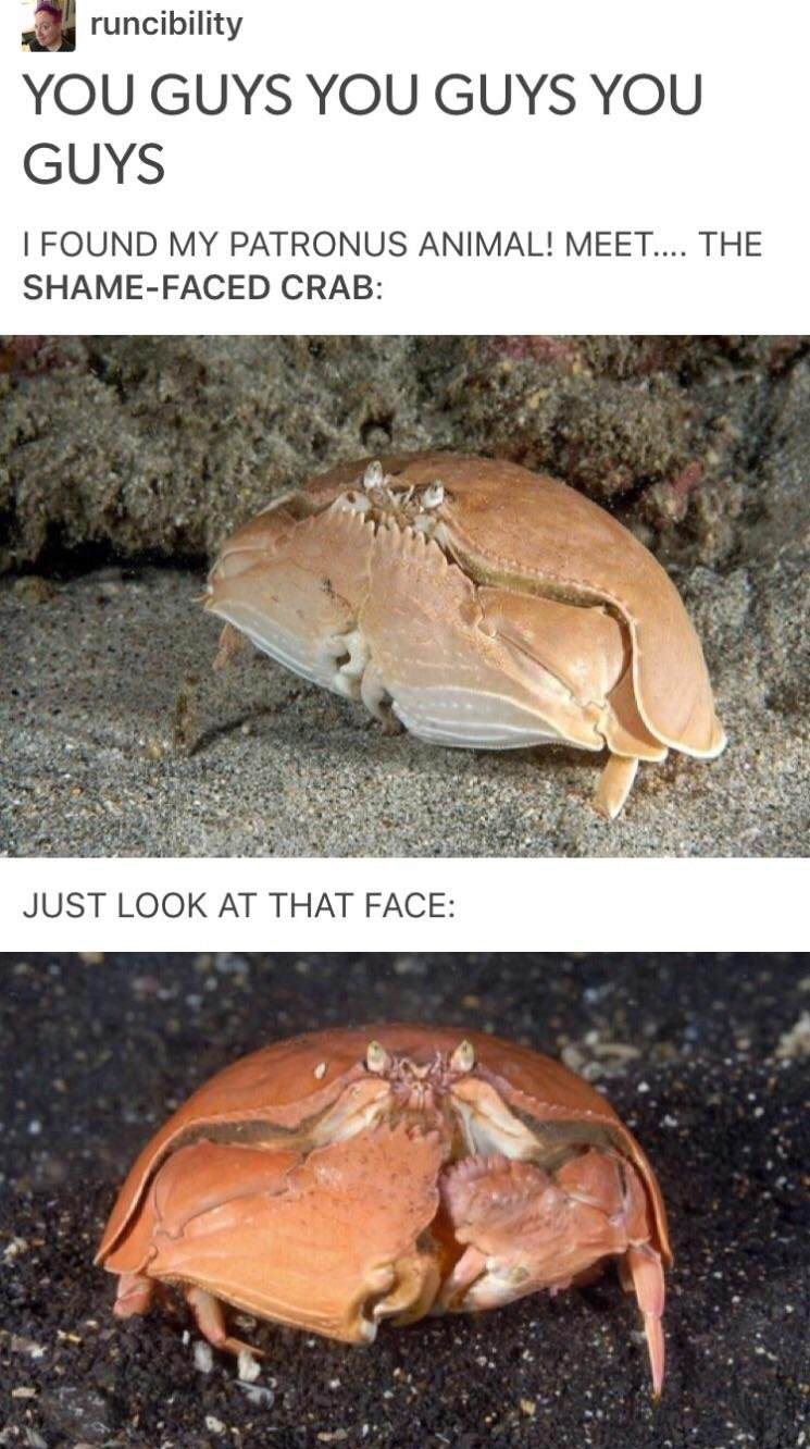 funny looking crab