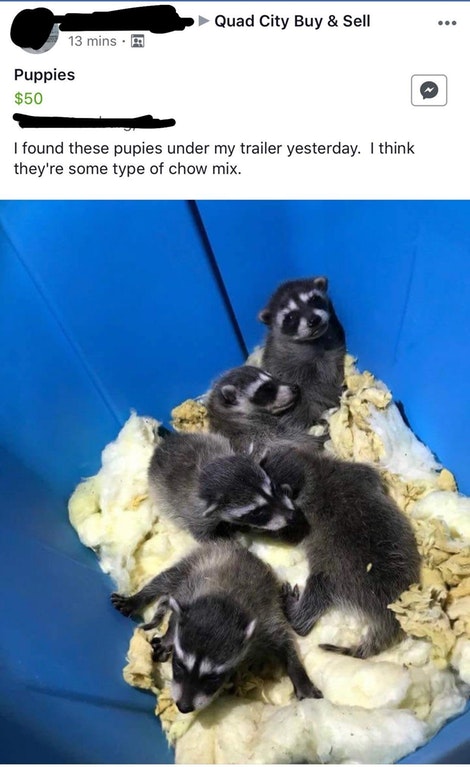 photo caption - > Quad City Buy & Sell 13 mins. Puppies $50 I found these pupies under my trailer yesterday. I think they're some type of chow mix.
