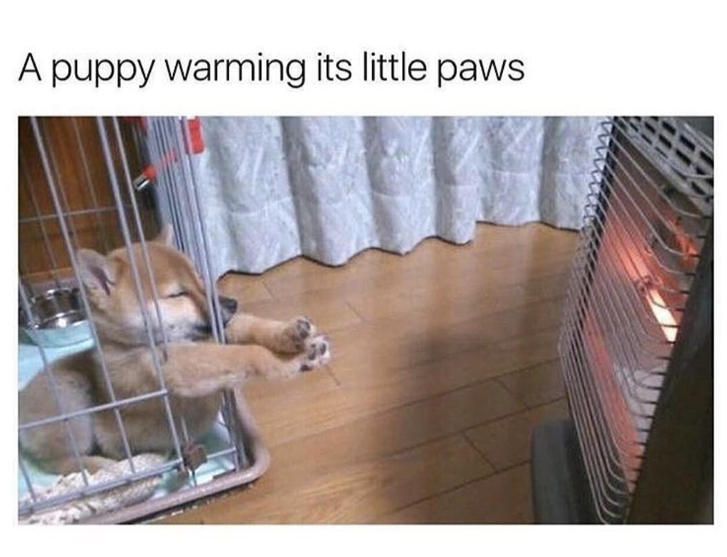 animal memes funny - A puppy warming its little paws