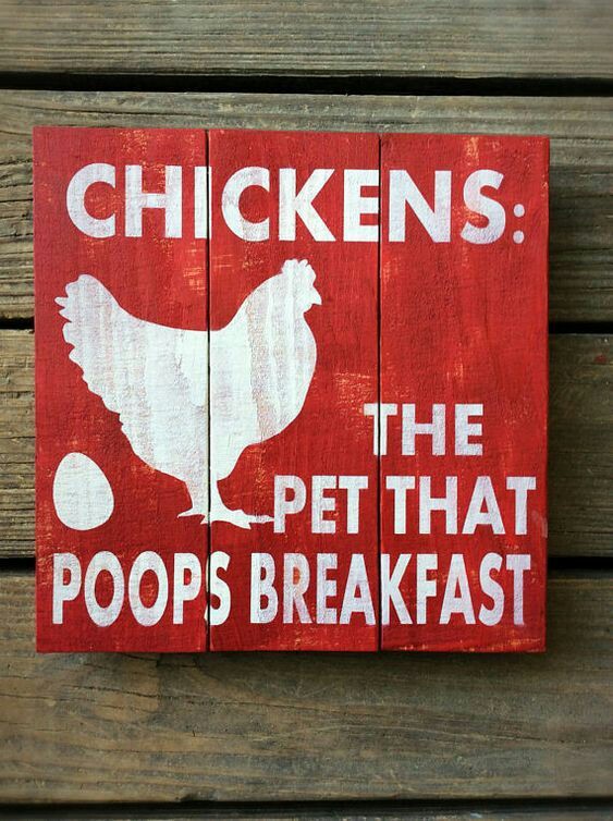 chickens the pet that poops breakfast - Chickens The Pet That Poops Breakfast