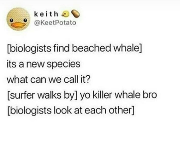 document - keith biologists find beached whale its a new species what can we call it? surfer walks by yo killer whale bro biologists look at each other
