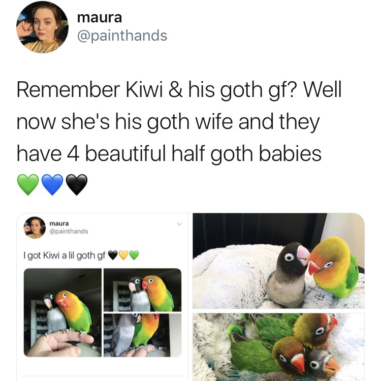 kiwi and his goth girlfriend babies - maura Remember Kiwi & his goth gf? Well now she's his goth wife and they have 4 beautiful half goth babies maura I got Kiwi a lil goth gf
