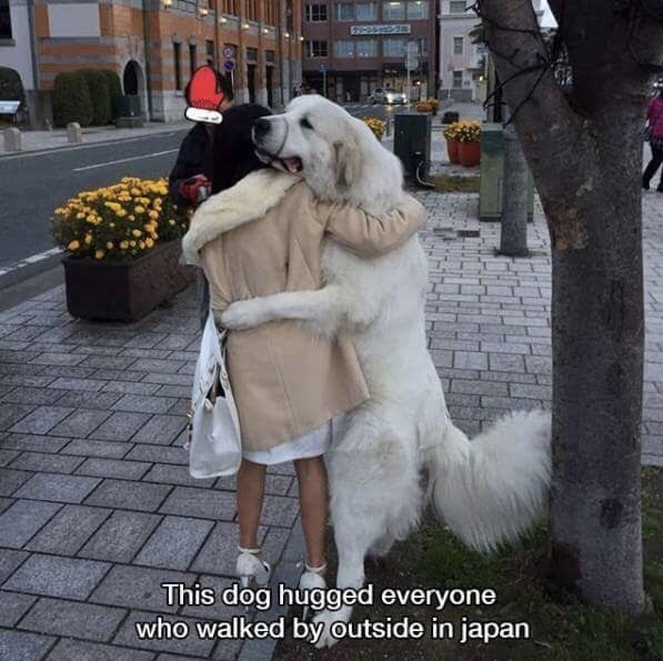 stop killing babies for baby oil - This dog hugged everyone who walked by outside in japan