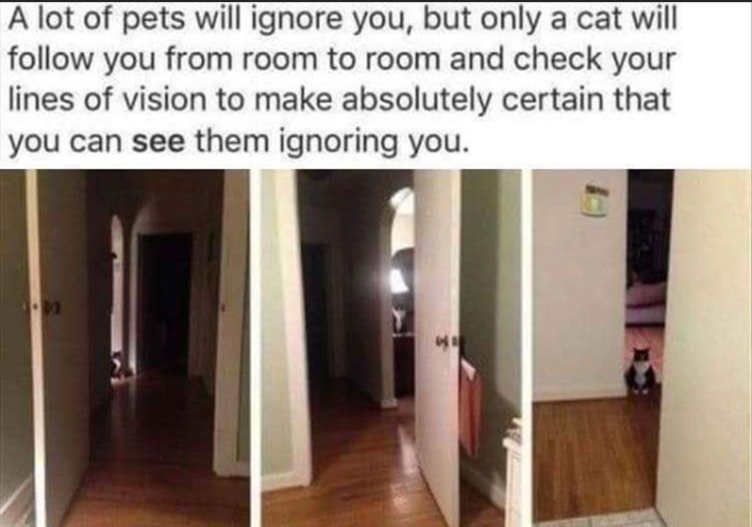 cats will follow you to ignore you - A lot of pets will ignore you, but only a cat will you from room to room and check your lines of vision to make absolutely certain that you can see them ignoring you.
