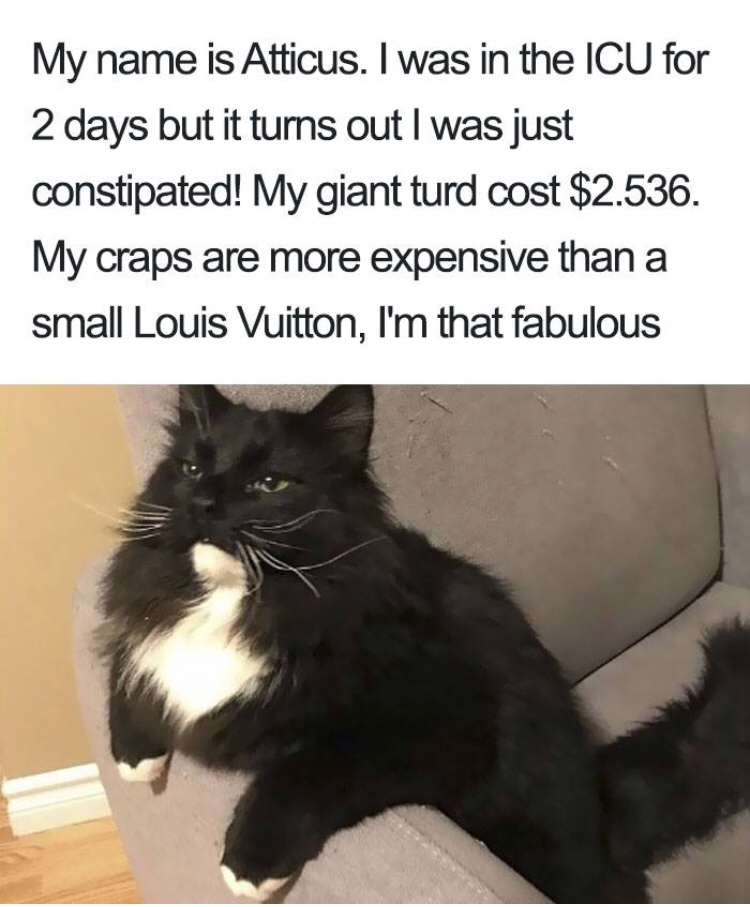 cat shaming - My name is Atticus. I was in the Icu for 2 days but it turns out I was just constipated! My giant turd cost $2.536. My craps are more expensive than a small Louis Vuitton, I'm that fabulous