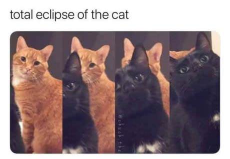 cat eclipse - total eclipse of the cat