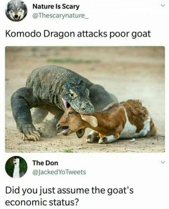 komodo dragon attacks poor goat - Nature Is Scary Komodo Dragon attacks poor goat The Don Yo Tweets Did you just assume the goat's economic status?