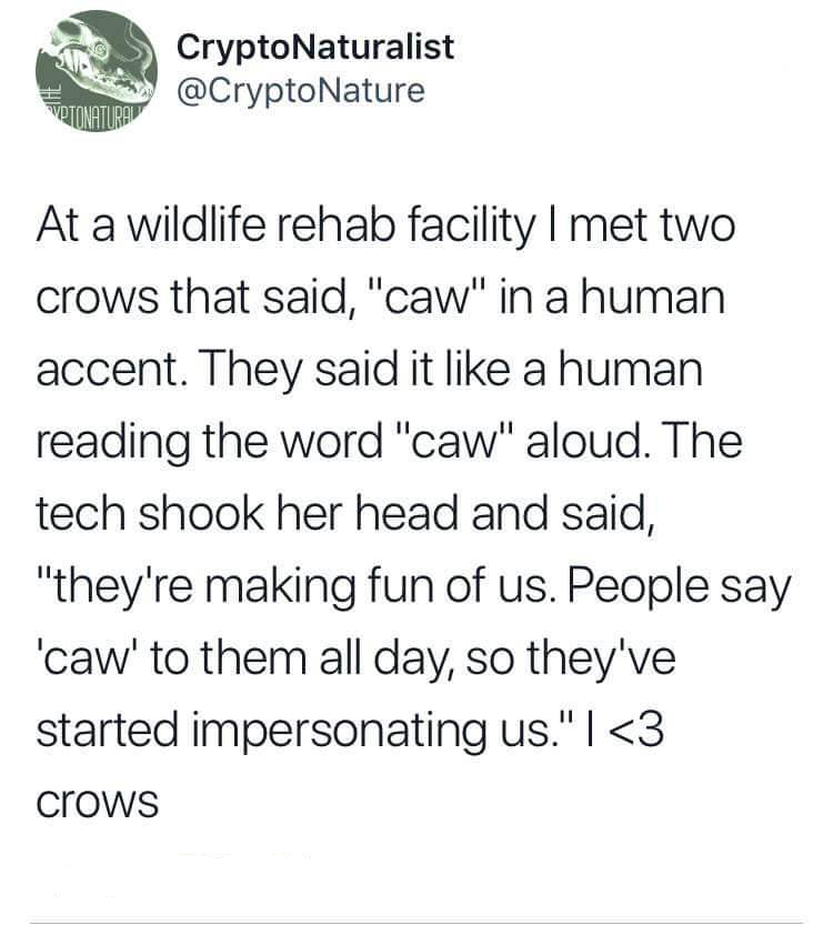 rants about love - Care CryptoNaturalist Crypton Votonaturap At a wildlife rehab facility I met two crows that said, "caw" in a human accent. They said it a human reading the word "caw" aloud. The tech shook her head and said, "they're making fun of us. P