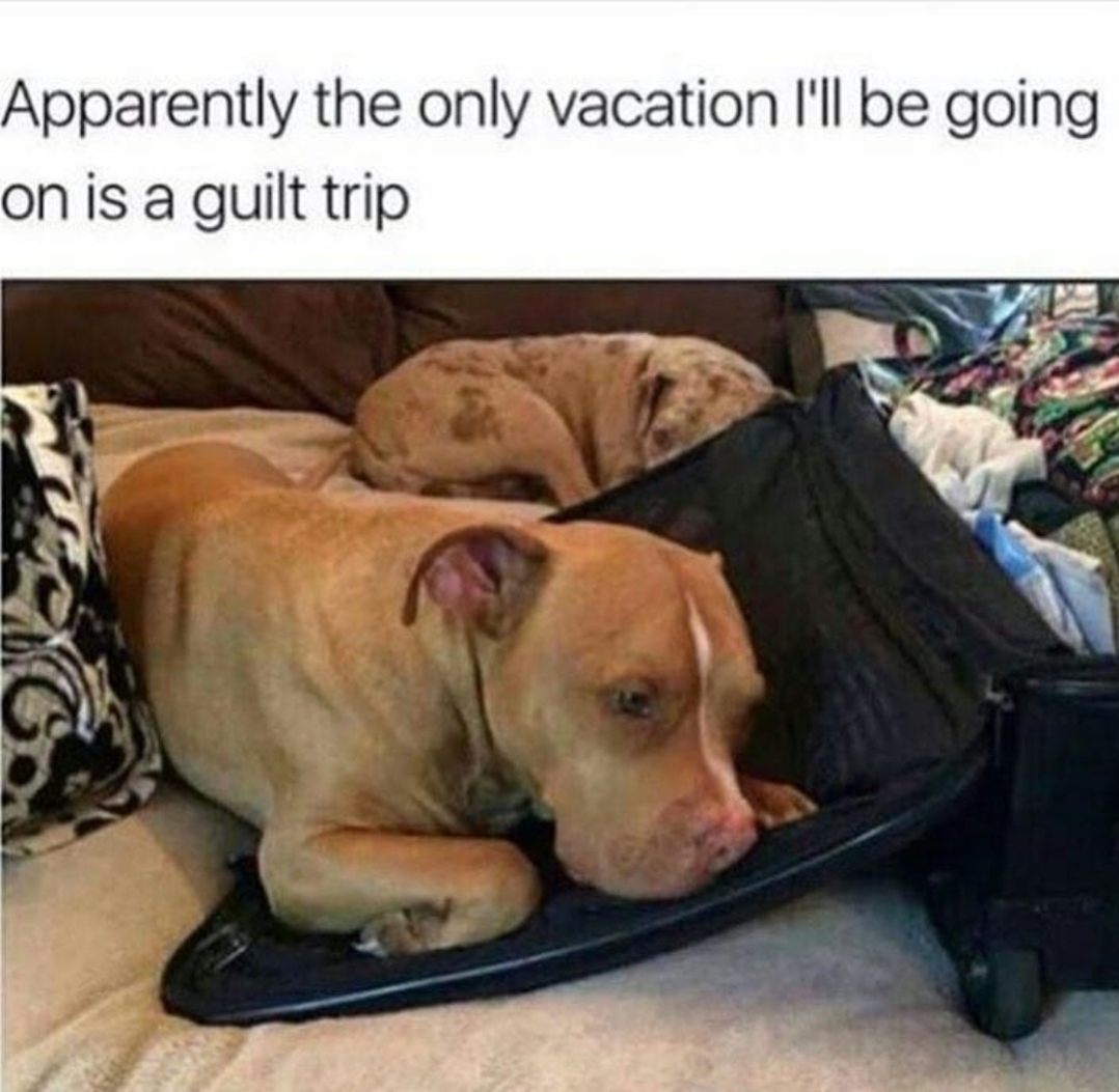 guilt trip dog meme - Apparently the only vacation I'll be going on is a guilt trip