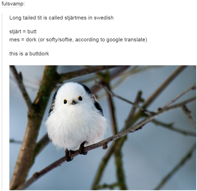 buttdork bird - fulsvamp Long tailed tit is called stjrtmes in swedish stjrt butt mes dork or softysoftie, according to google translate this is a buttdork