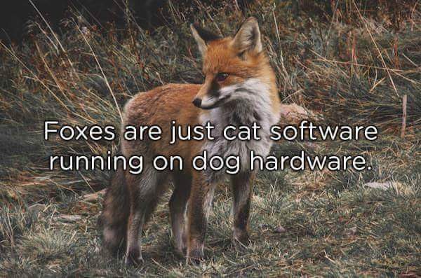 brown and white fox - Foxes are just cat software running on dog hardware.