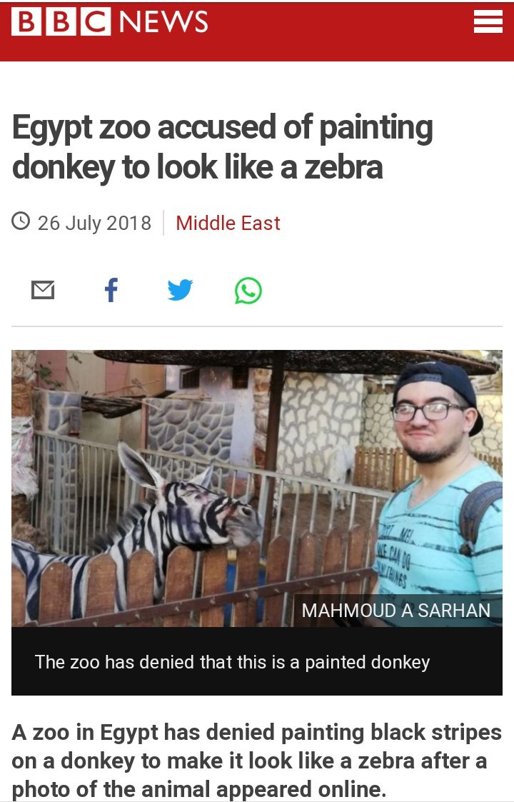 Bbc News Egypt zoo accused of painting donkey to look a zebra Middle East Mahmoud A Sarhan The zoo has denied that this is a painted donkey A zoo in Egypt has denied painting black stripes on a donkey to make it look a zebra after a photo of the animal…