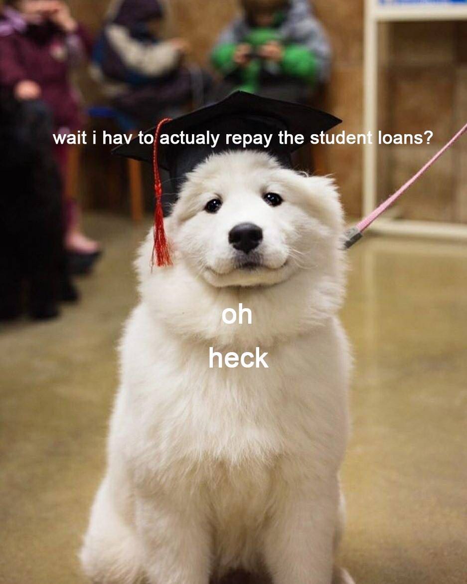funny samoyed memes - wait i hav to actualy repay the student loans? oh heck