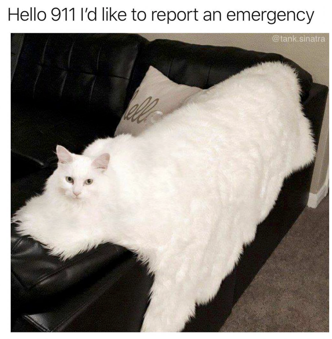 big white fluffy cat - Hello 911 I'd to report an emergency sinatra
