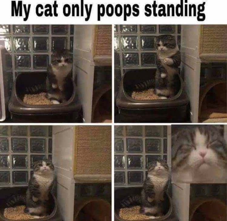 memes - Cat - My cat only poops standing