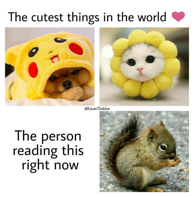 memes - most cutest thing on earth - The cutest things in the world The person reading this right now