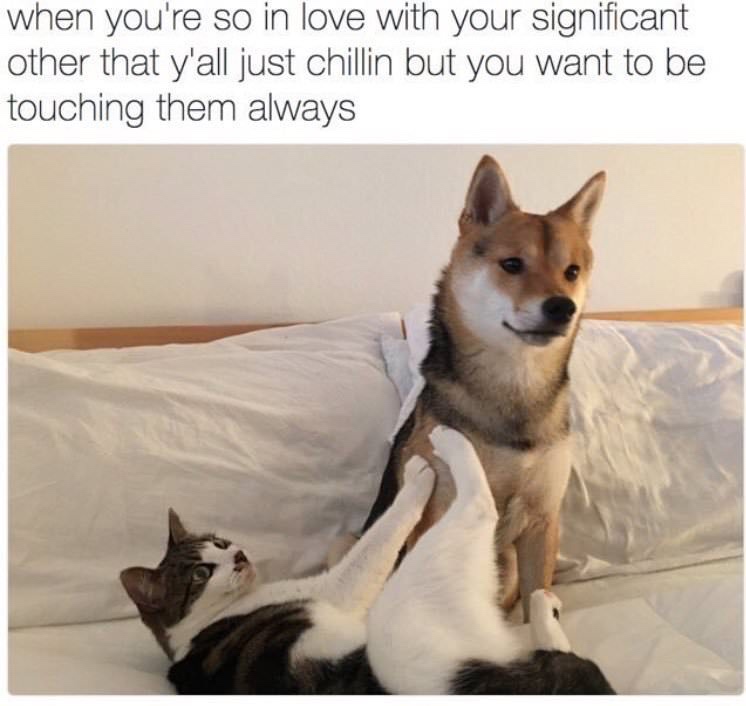 Meme of dog and cat playing