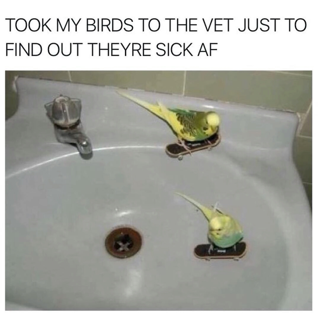 sick birds doing sick skateboard tricks