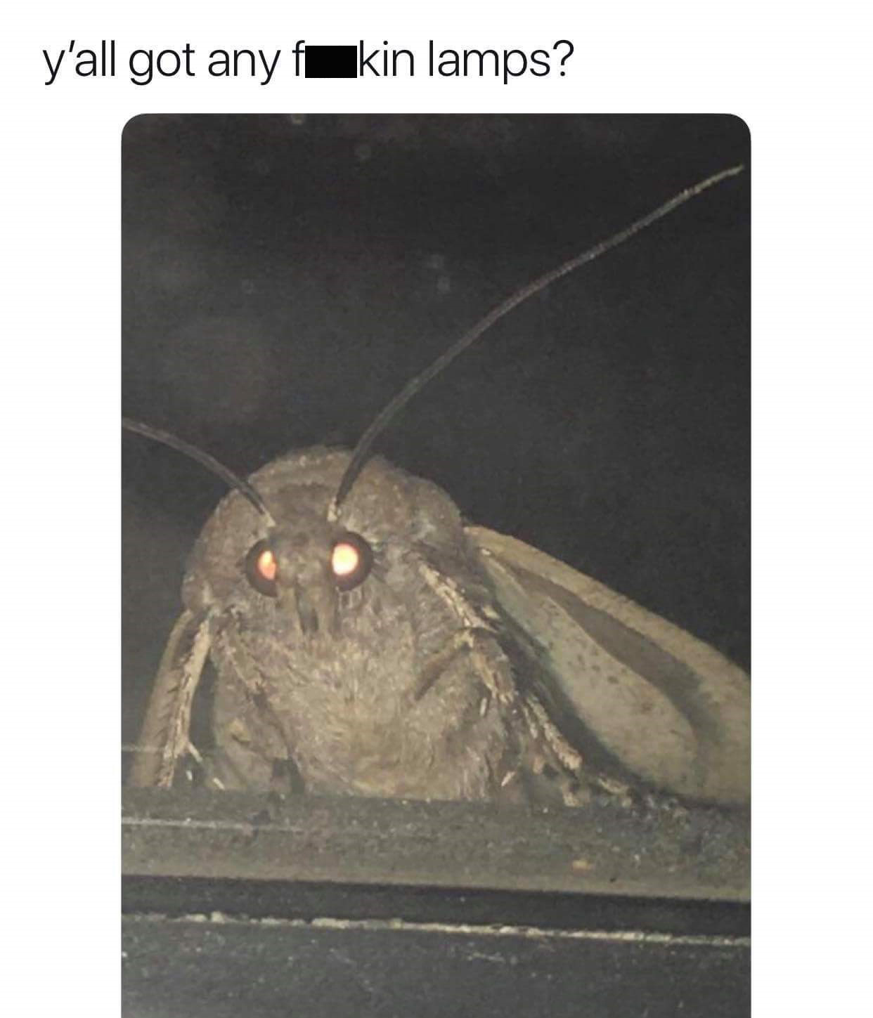 funny pictures -funny moth meme - y'all got any fkin lamps?