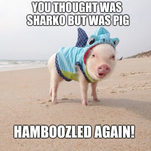 funny picture of a cute pigs in water - You Thought Was Sharko But Was Pig Hamboozled Again!