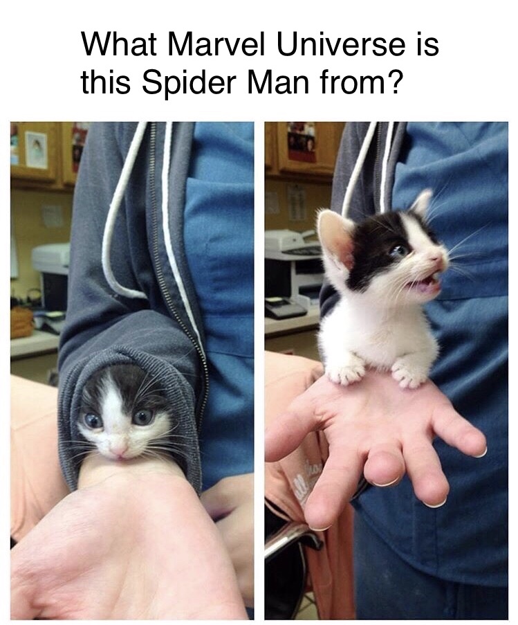 spider man kitten