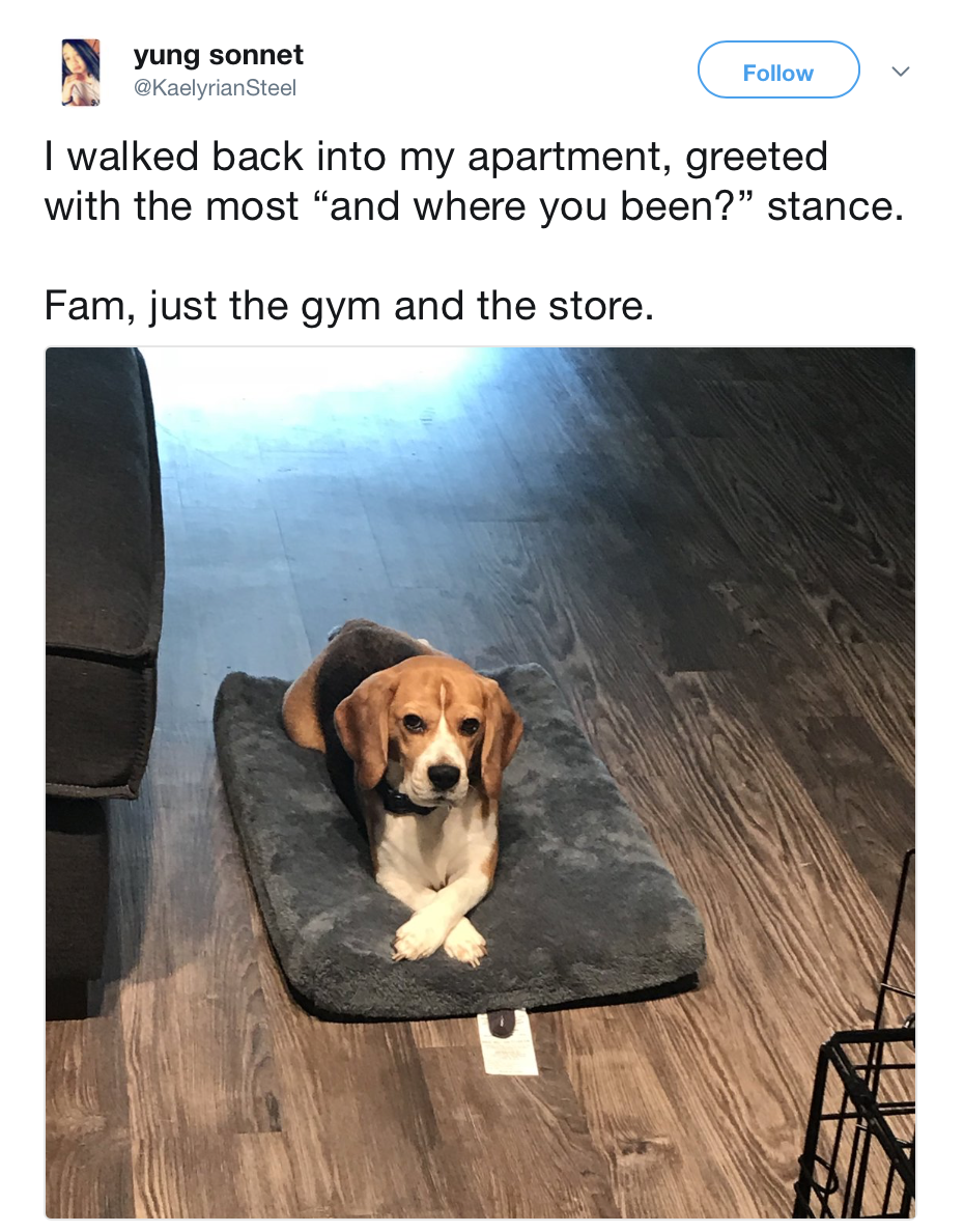 memes - dog meme - yung sonnet KaelyrianSteel I walked back into my apartment, greeted with the most "and where you been?" stance. Fam, just the gym and the store.