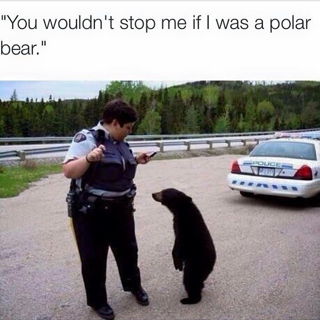 memes - police bear funny - "You wouldn't stop me if I was a polar bear."