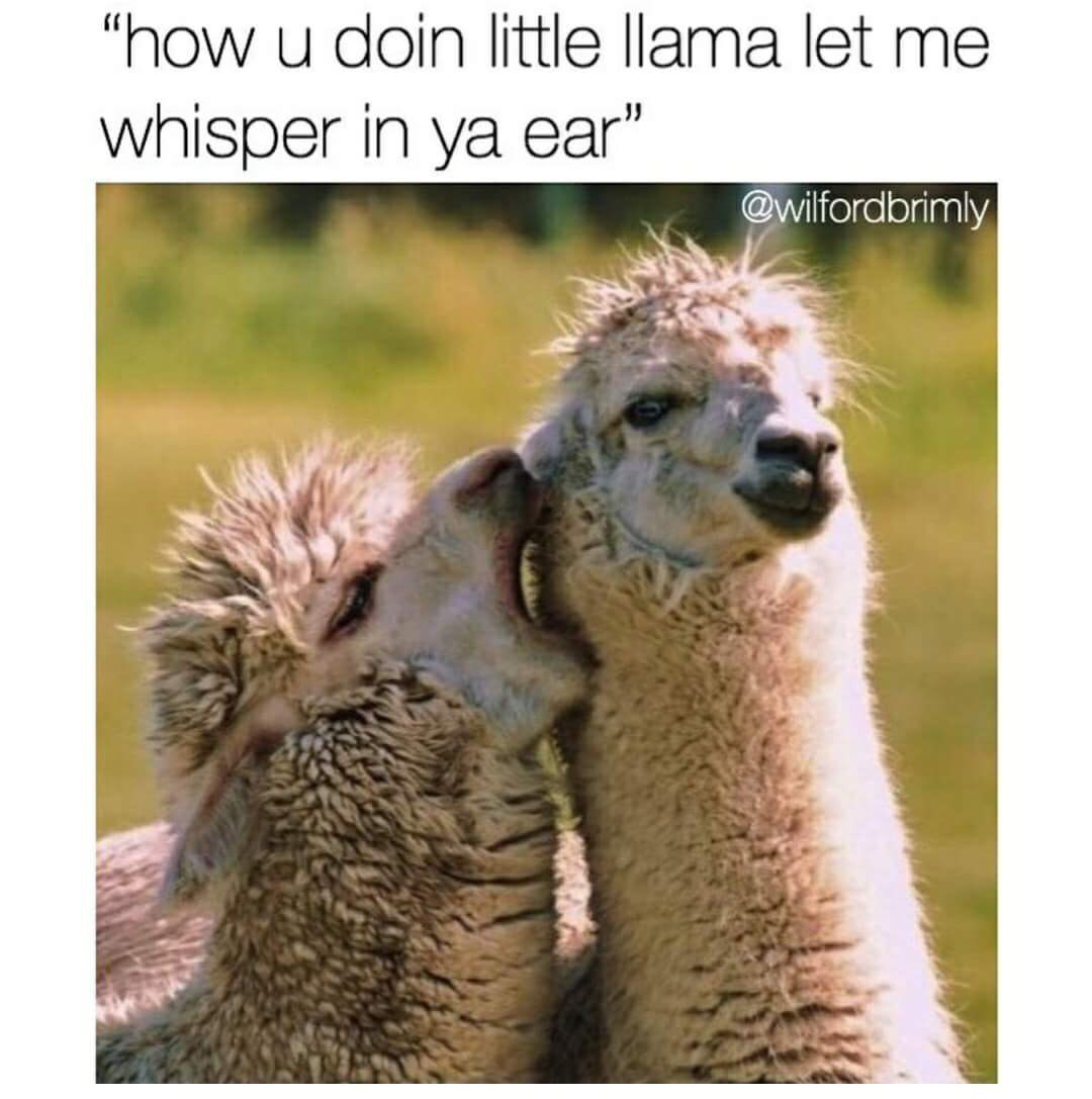 memes - llama meme - "how u doin little llama let me whisper in ya ear"