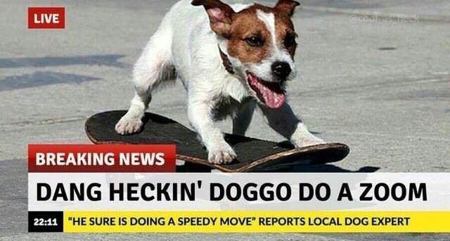 memes - dang heckin doggo do a zoom - Live Breaking News Dang Heckin' Doggo Do A Zoom "He Sure Is Doing A Speedy Move" Reports Local Dog Expert