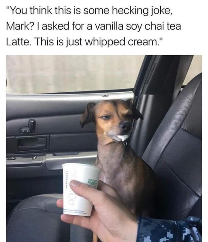 you think this is a hecking joke mark - "You think this is some hecking joke, Mark? I asked for a vanilla soy chai tea Latte. This is just whipped cream."