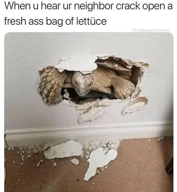 turtle breaks wall - When u hear ur neighbor crack open a fresh ass bag of lettce cabanecate
