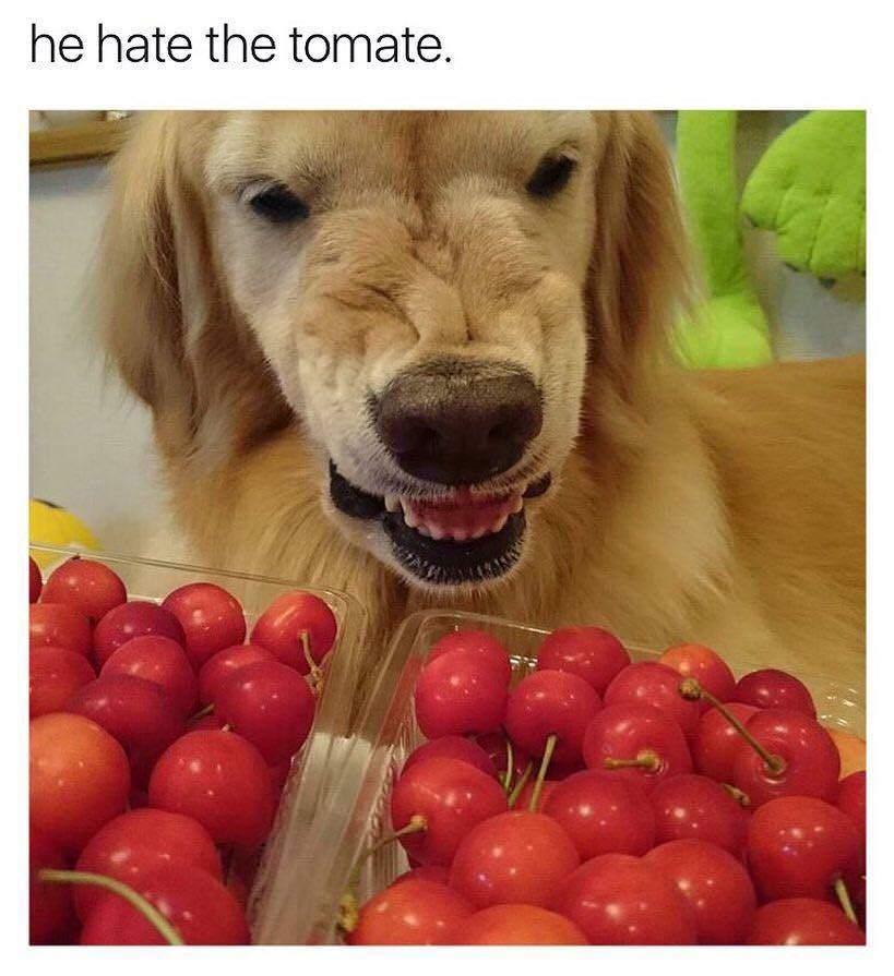 he hate the tomate - he hate the tomate.