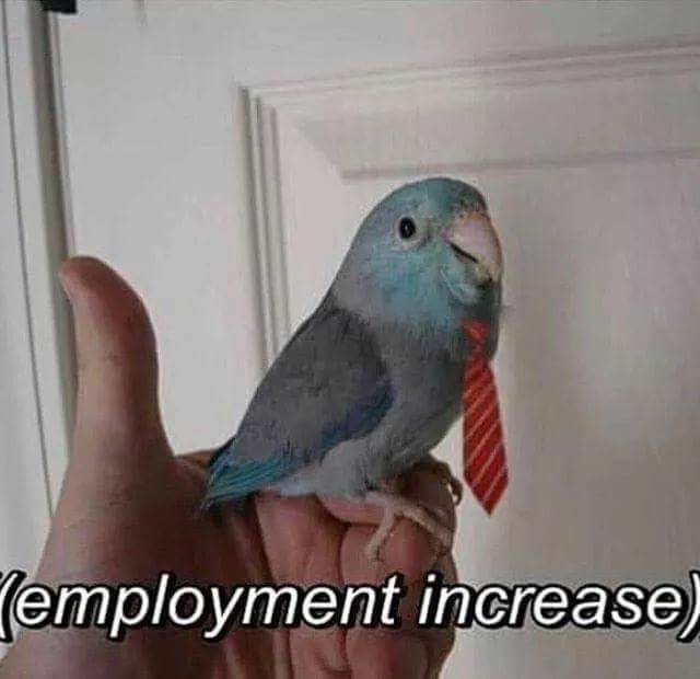 memes - birb meme - Jemployment increase