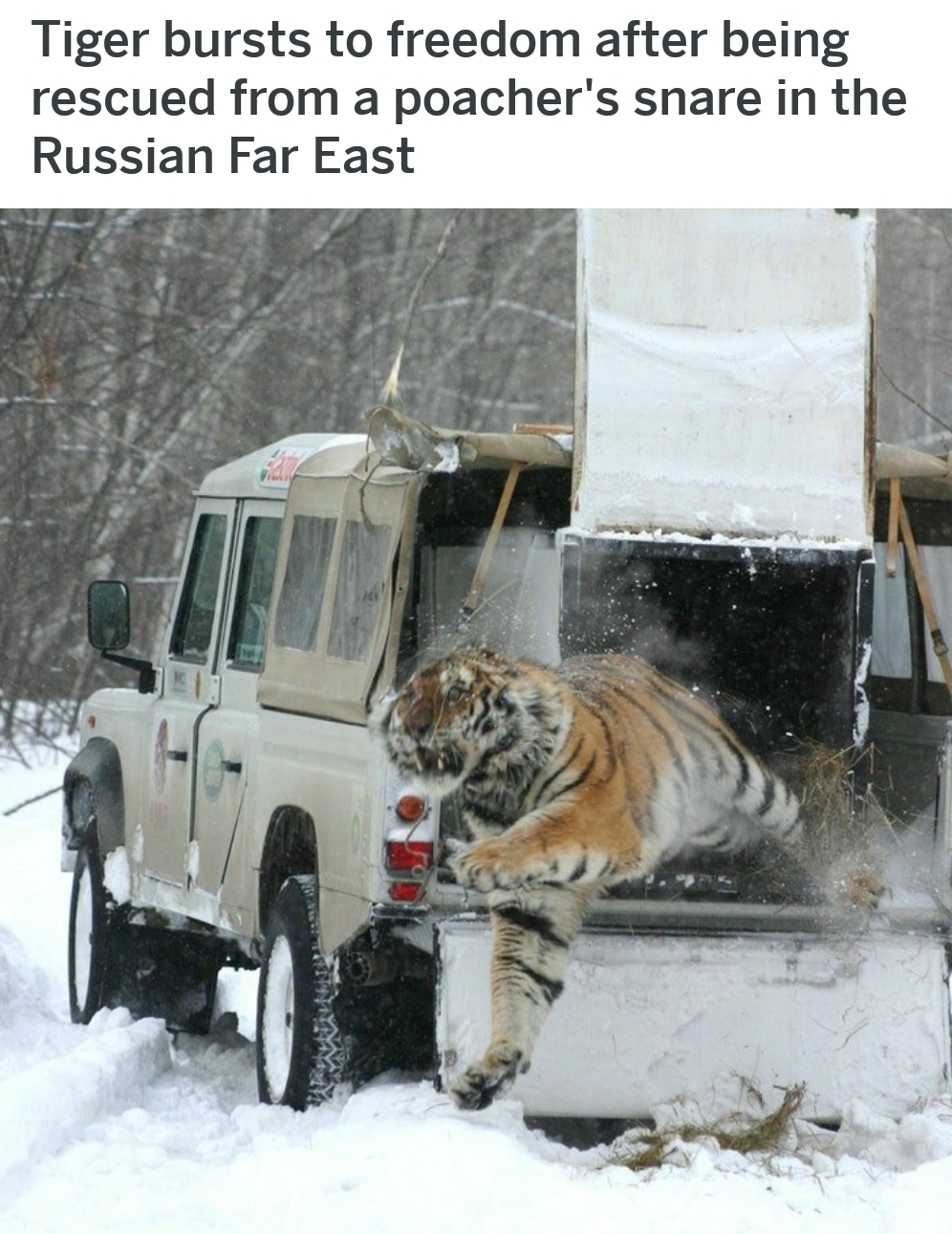 memes - amur tiger - Tiger bursts to freedom after being rescued from a poacher's snare in the Russian Far East