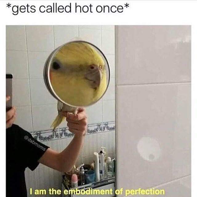 memes - birb memes - gets called hot once I am the embodiment of perfection