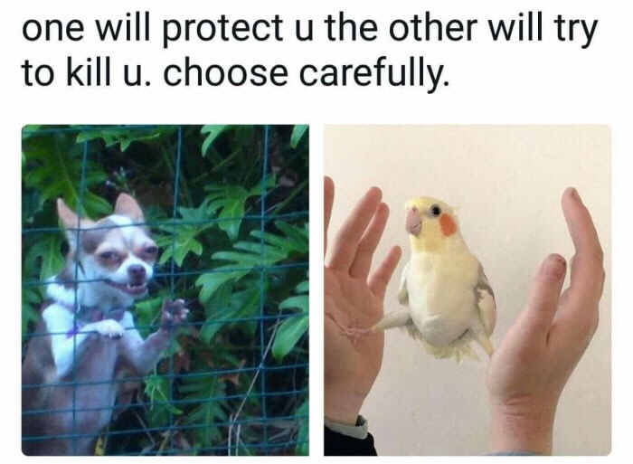 birb memes - one will protect u the other will try to kill u. choose carefully.