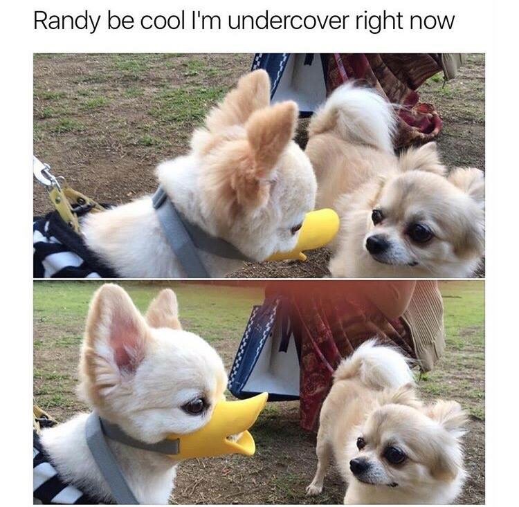 undercover dog