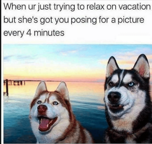 husky vacation meme - When ur just trying to relax on vacation but she's got you posing for a picture every 4 minutes